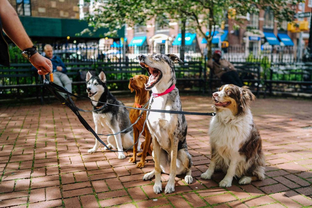 doggy day care