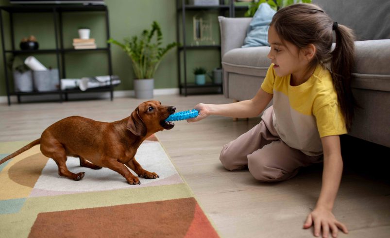 How Doggy Day Care Builds Better Behavior and Mental Health in Dogs